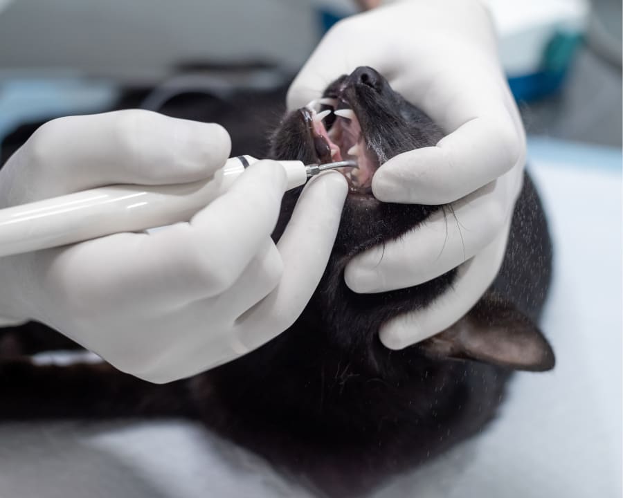Vet Dentist for Dogs, Milledgeville Vet