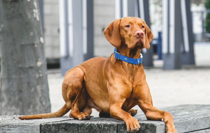 What clients are saying about our Milledgeville animal hospital
