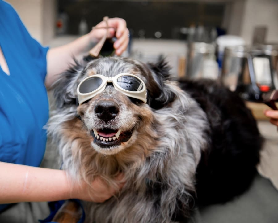 Cold Laser Therapy, Milledgeville Veterinarians
