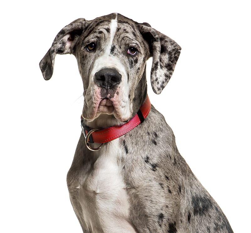 Giant Dogs, Heart of Georgia Animal Care