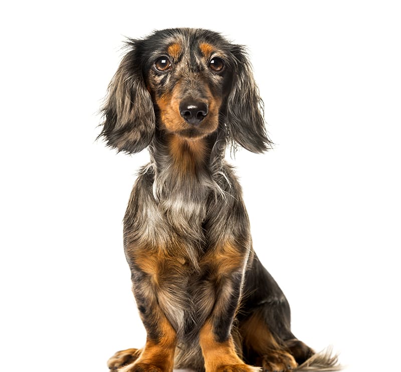 Small Dogs, Heart of Georgia Animal Care